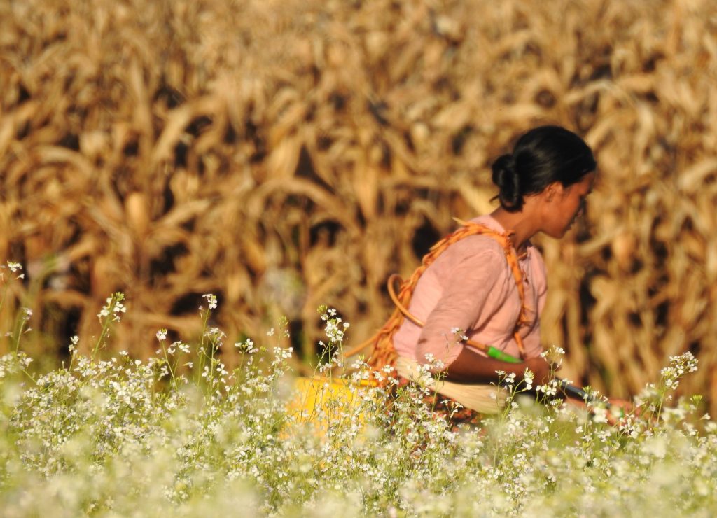 Myanmar woman in field