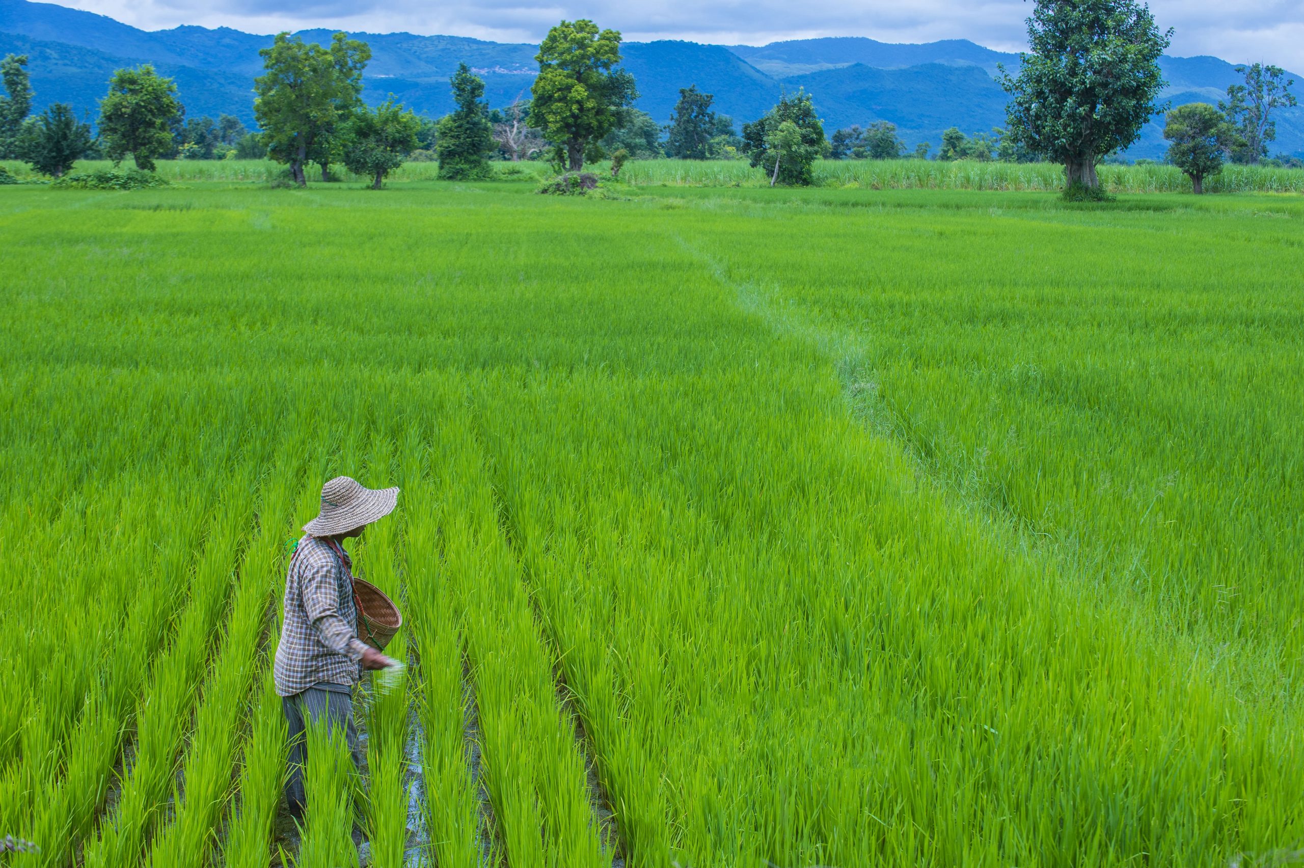 Myanmar farmer in field