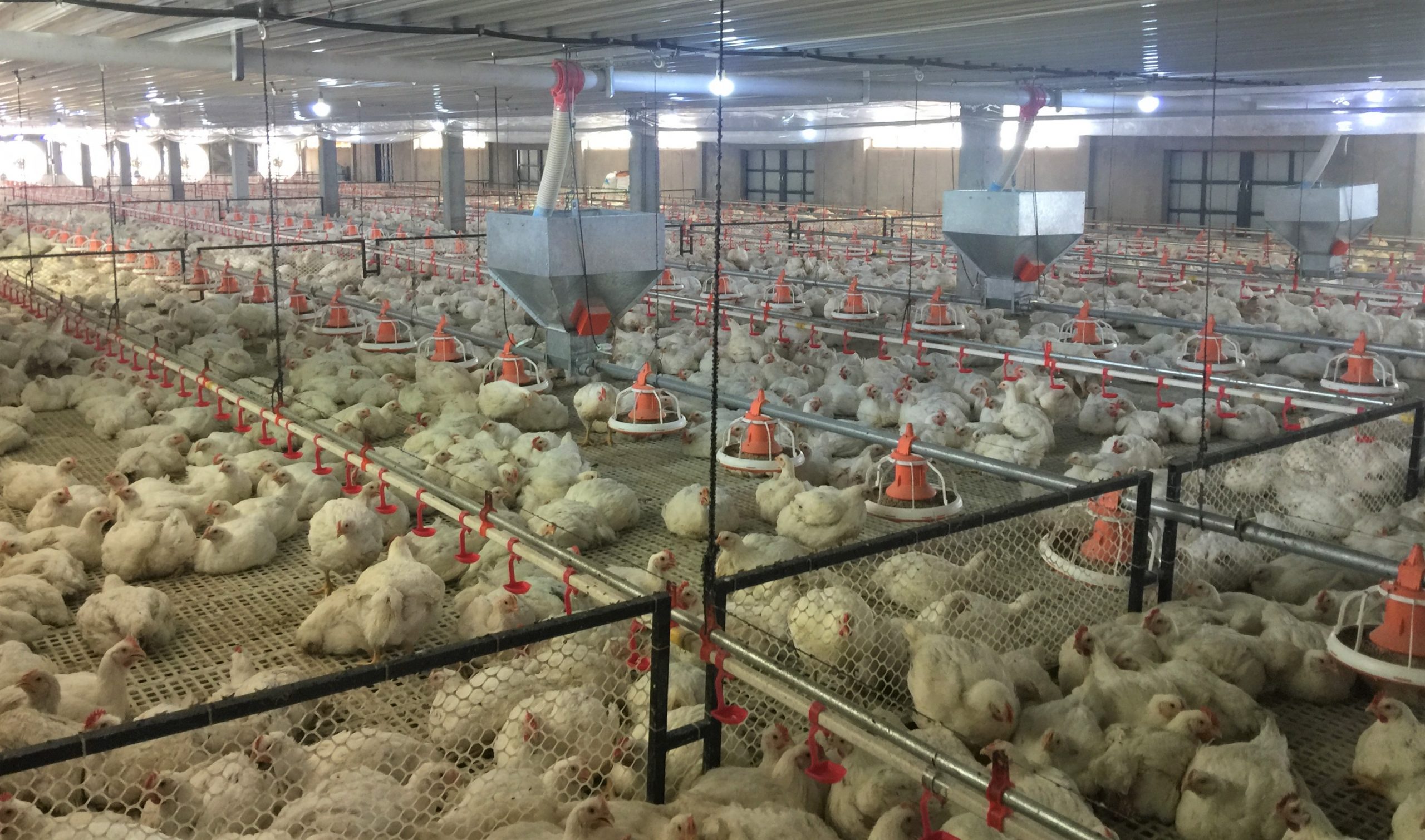 Myanmar poultry farm