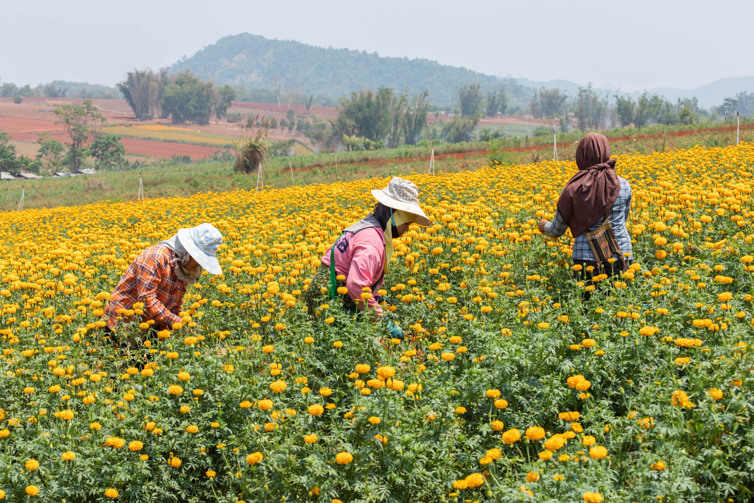 female farmers in flower field