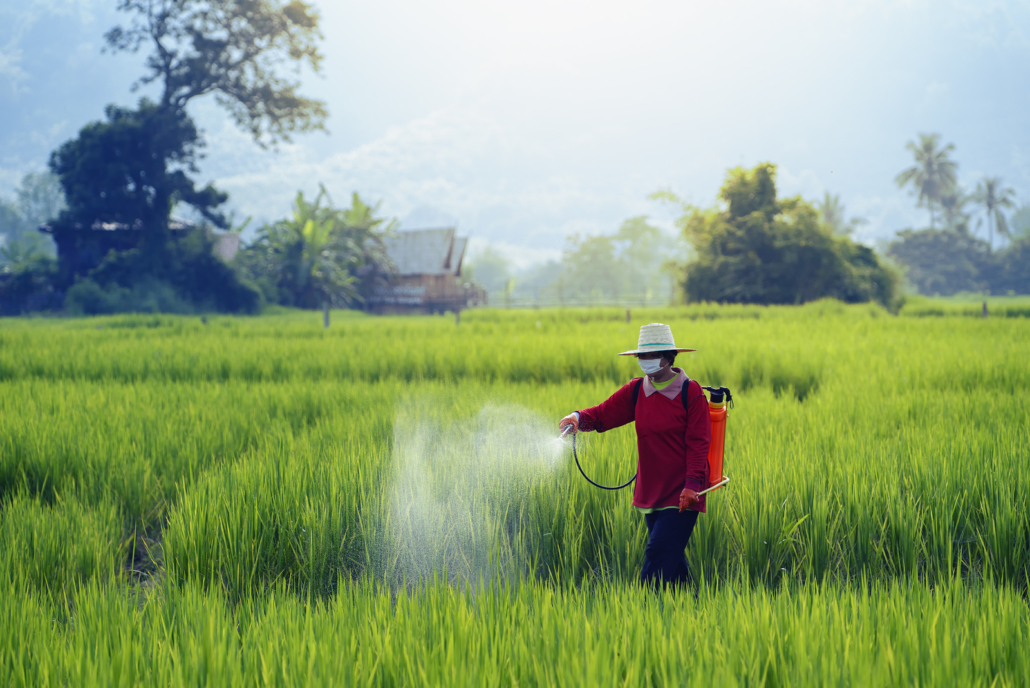 Farmers spraying pesticide in rice field wearing protective clothing,Farmer spraying pesticide to rice by insecticide sprayer with a proper protection in the paddy field.