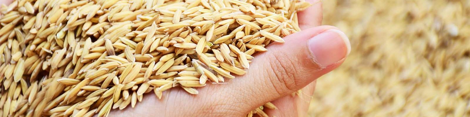 Agricultural input retailers in Myanmar: Insights from the 2025 monsoon season