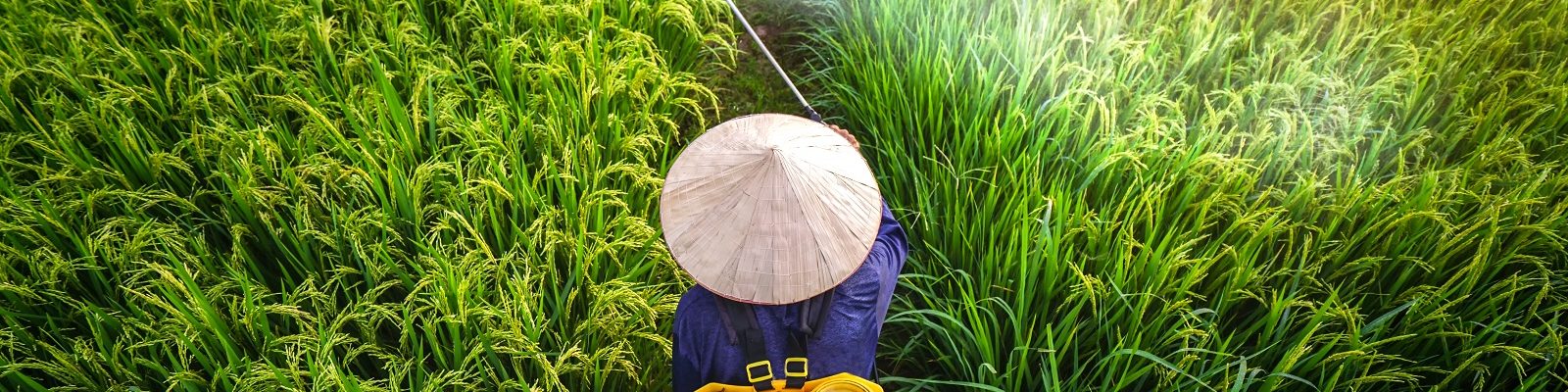 The Emerging One-stop Shop in Agricultural Value Chains: Agro-input Retailers in Myanmar