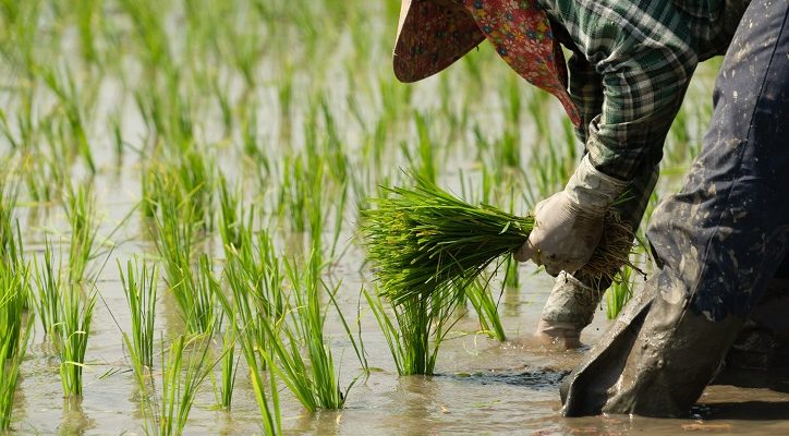 Strengthening Myanmar’s Agrifood System: Evidence and Pathways for Resilience