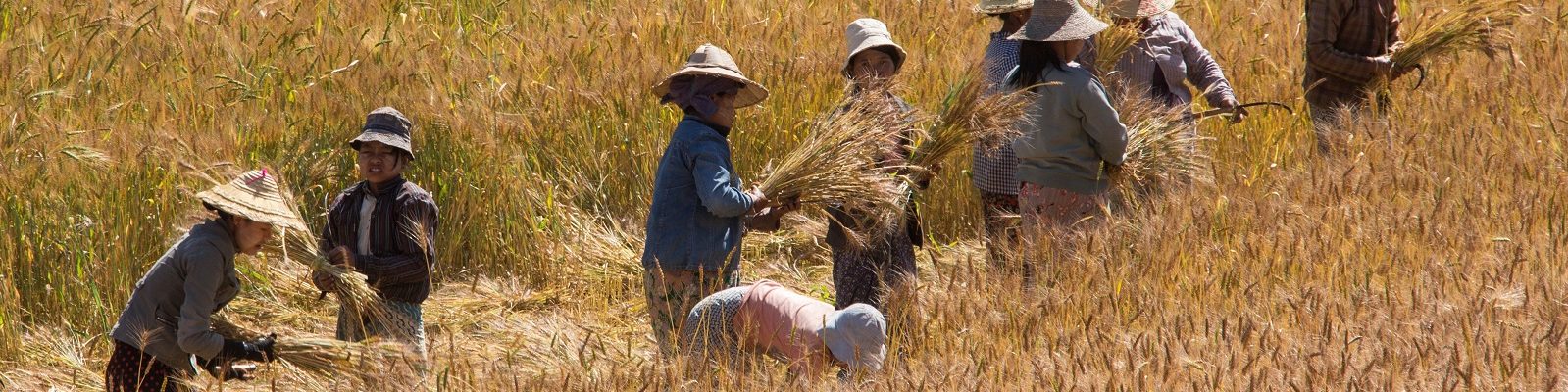 Insecurity is affecting agricultural commercialization