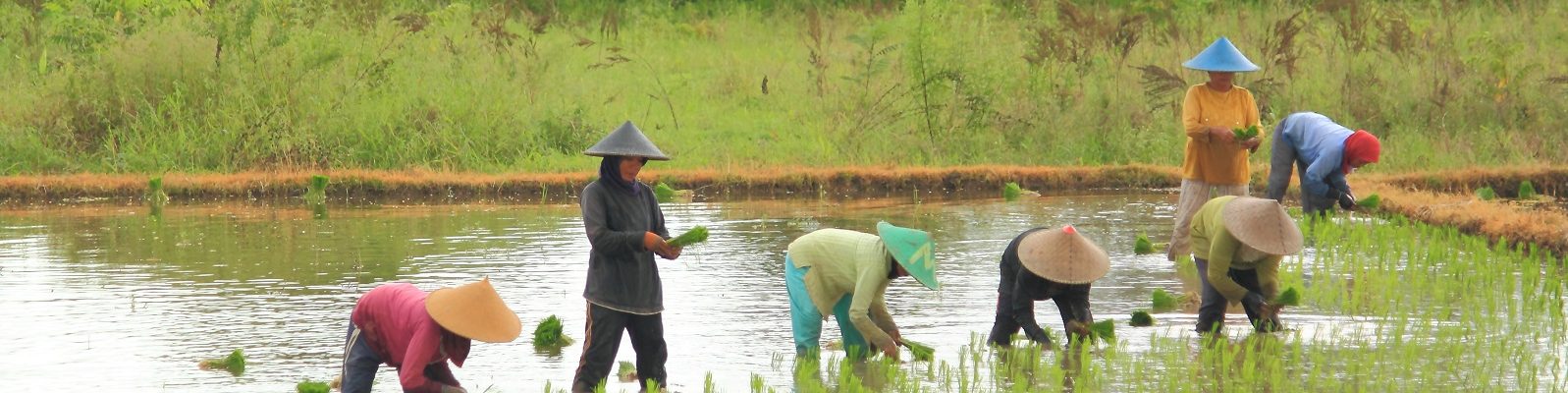 Rice Establishment Methods in Myanmar: Trends, Perceptions, and Constraints