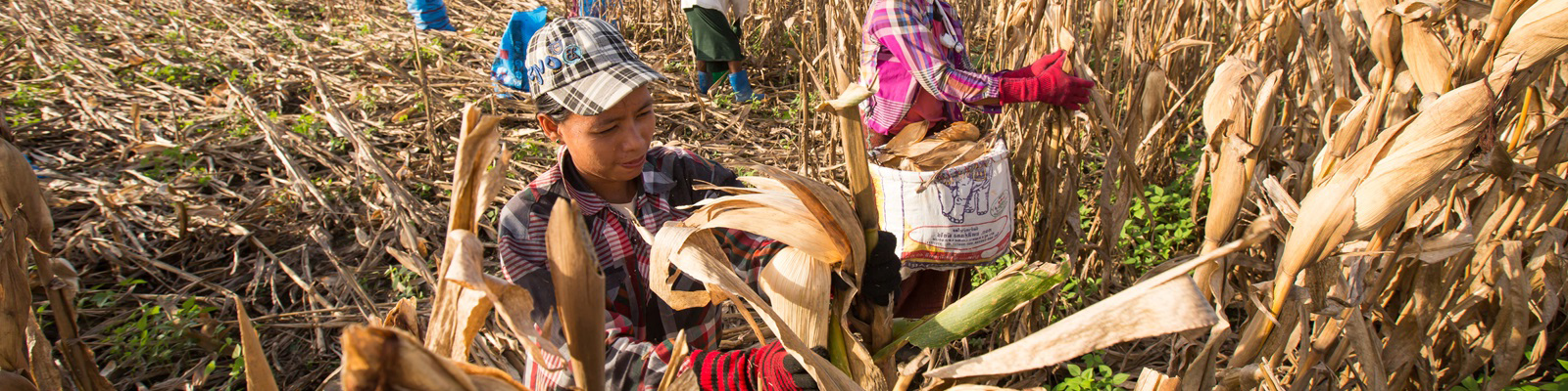 Maize Residue Management in Myanmar