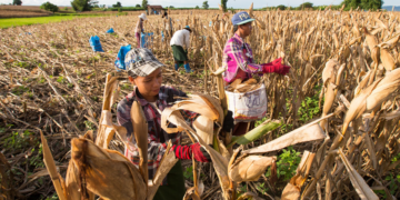 Maize Residue Management in Myanmar