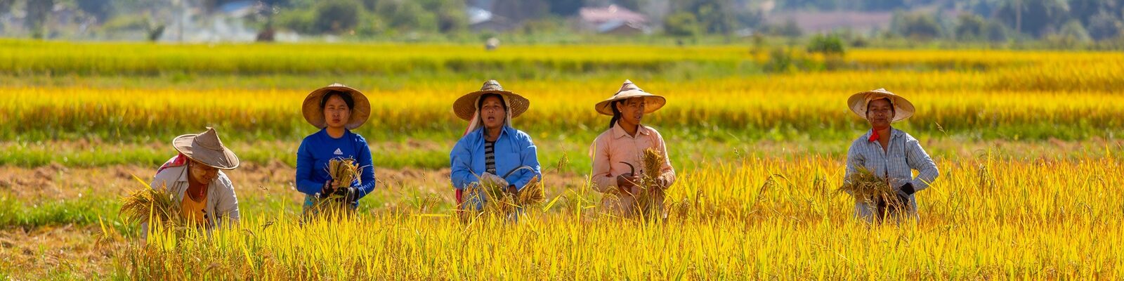 Monitoring the Agri-food System in Myanmar: Agricultural Crop Traders – June 2024