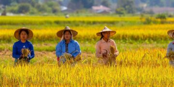 Monitoring the Agri-food System in Myanmar: Agricultural Crop Traders – June 2024