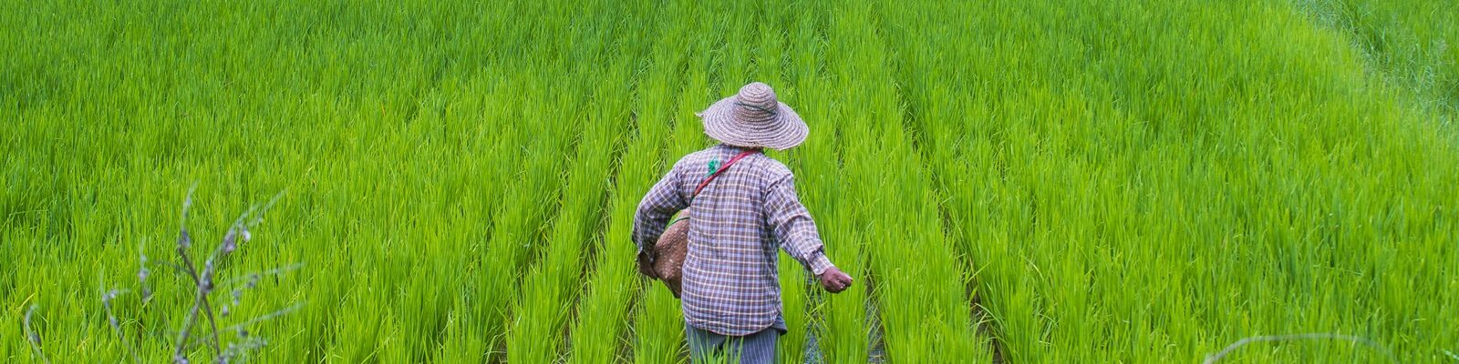 Resource-poor rice farmers in Myanmar suffer double impact from political conflict