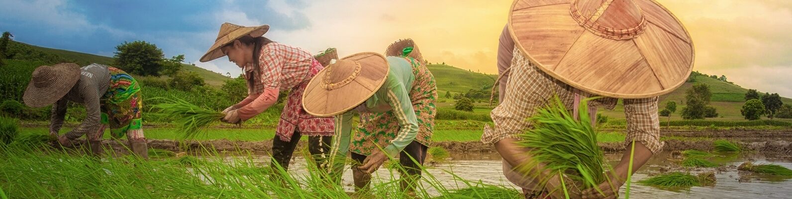 Rice productivity in Myanmar: Assessment of the 2025 dry season and outlook for the 2025 monsoon
