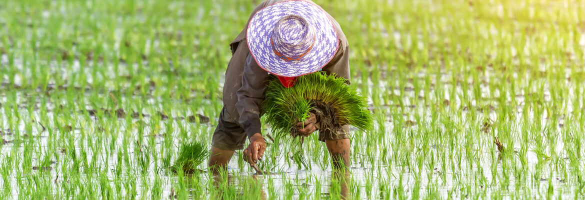 Rice Productivity and Profitability during the 2025 Monsoon Season