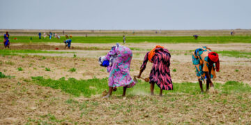 Women as shock absorbers: Gendered costs of the global fuel and fertilizer crisis